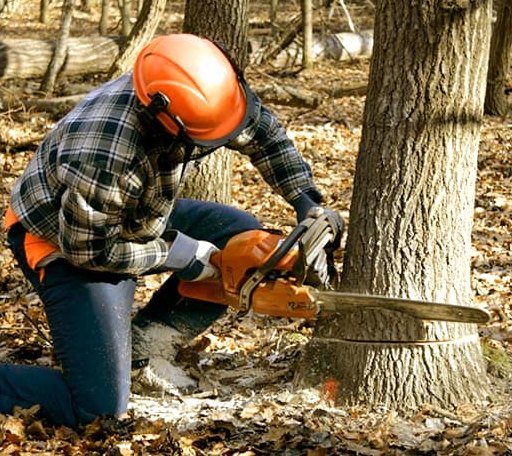 Tree Removal in Parsonsfield, ME